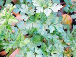 Persil plat, Petroselinum crispum var. neapolitanum