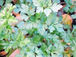 Persil plat, Petroselinum crispum var. neapolitanum