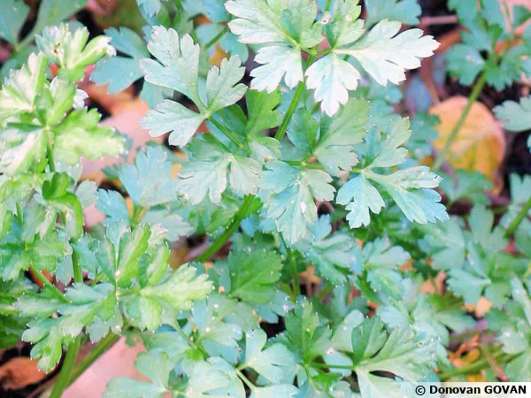 Persil plat, Petroselinum crispum var. neapolitanum