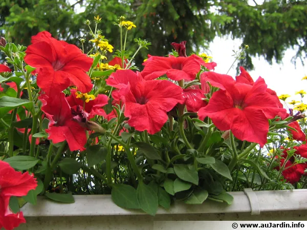 Ptunias rouges en jardinire