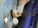 Des champignons dans les maisons