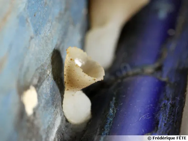 Une Pzize dans la douche, un champignon dans la maison n'est jamais bon signe