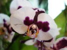 Questions fr�quentes sur le Phalaenopsis