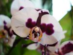 Questions fréquentes sur le Phalaenopsis