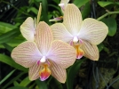 Bien choisir son Phalaenopsis
