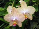 Bien choisir son Phalaenopsis