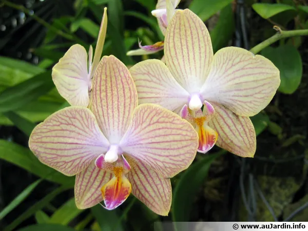 Phalaenopsis 'Copa De Oro'