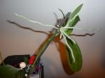 Multiplier le phalaenopsis