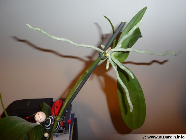 Un keiki sur un phalaenopsis