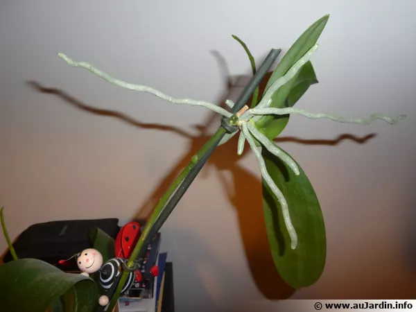 Un keiki sur un phalaenopsis