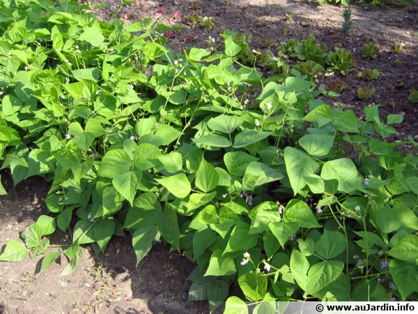 Haricot vert