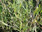 Filaire à feuilles étroites, Phillyrea angustifolia