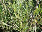 Filaire  feuilles troites, Phillyrea angustifolia