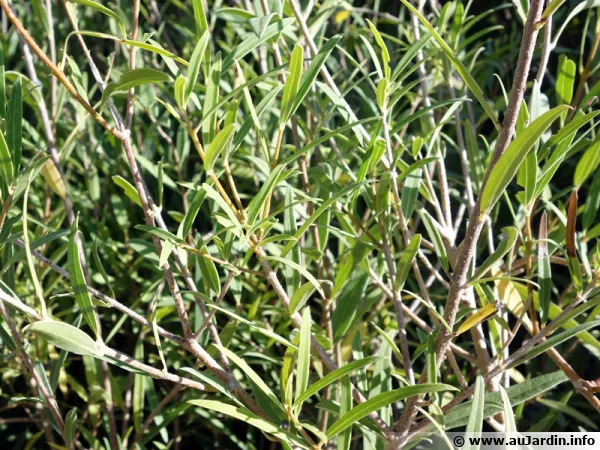 Filaire à feuilles étroites, Phillyrea angustifolia