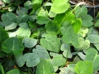 Philodendron