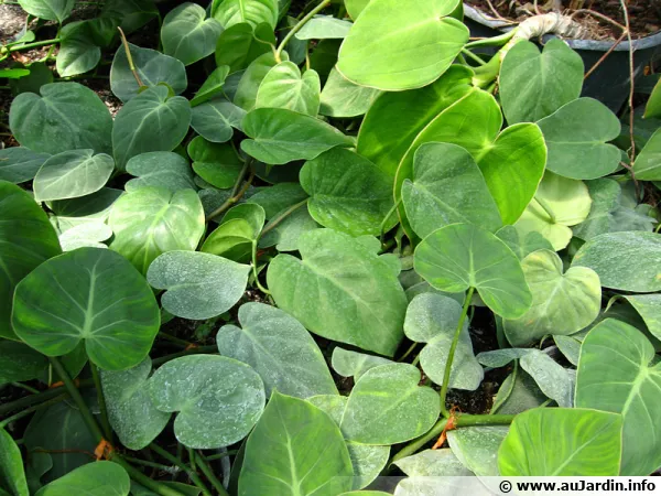 Philodendron scandens