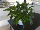 Philodendron Xanadu, Thaumatophyllum xanadu