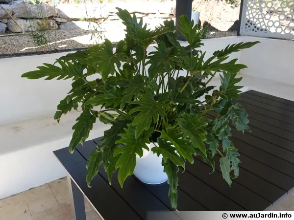Philodendron Xanadu, Thaumatophyllum xanadu