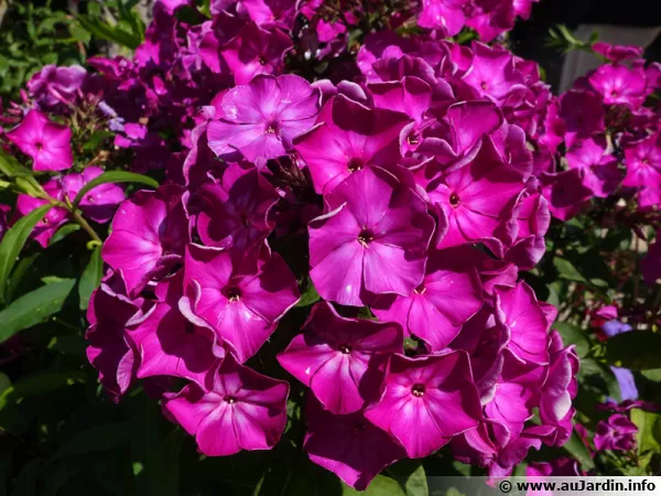 Les phlox sont très utilisés dans le jardin de curé
