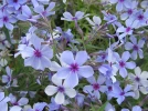 Phlox des prairies, Phlox pilosa