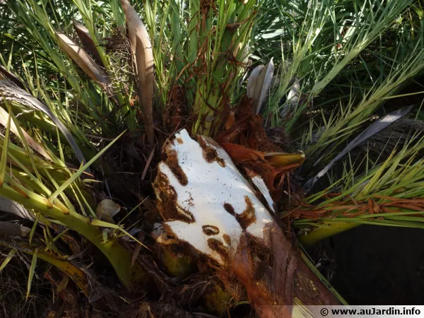Un phoenix canariensis attaqué par les larves du charançon rouge du palmier