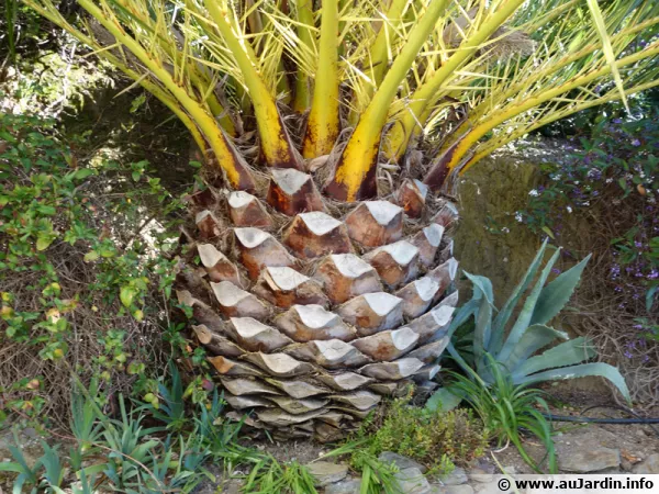 Taille dite « en ananas » d'un Phoenix canariensis
