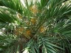 Palmier dattier de montagne, Phoenix loureiroi
