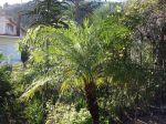 Le dattier du Mékong ou Phoenix roebelenii ici dans le sud de la France du côté de Menton Le dattier du Mékong ou Phoenix roebelenii ici dans le sud de la France du côté de Menton