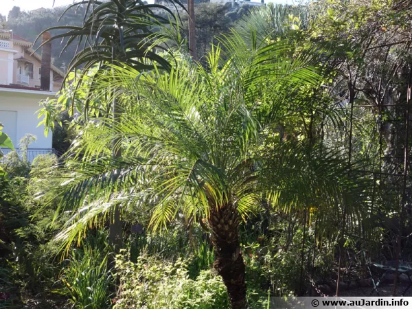 Le dattier du Mékong ou Phoenix roebelenii ici dans le sud de la France du côté de Menton