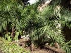 Palmier dattier de Ceylan, Phoenix pusilla