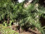 Palmier dattier de Ceylan, Phoenix pusilla, Phoenix zeylanica Palmier dattier de Ceylan, Phoenix pusilla, Phoenix zeylanica