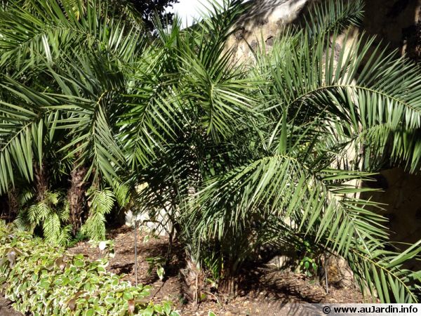 Palmier Phoenix canariensis ou palmier d'Hyères ou dattier des Canaries