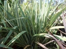 Lin de Nouvelle Z�lande, Chanvre de Nouvelle Z�lande, Phormium tenax
