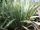 Lin de Nouvelle Zlande, Chanvre de Nouvelle Zlande, Phormium tenax