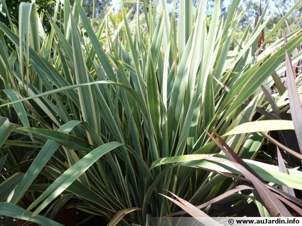 Phormium tenax 'Variegatum', un phormium au feuillage panaché