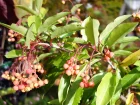Photinia chinois, Photinia du pre David, Photinia davidiana