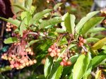 Photinia chinois, Photinia du père David, Photinia davidiana Photinia chinois, Photinia du père David, Photinia davidiana
