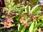 Photinia chinois, Photinia du p�re David, Photinia davidiana