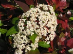 Photinia