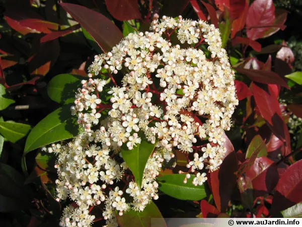 Photinia