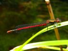 Nymphe au corps de feu (Phyrrhosoma nymphula)