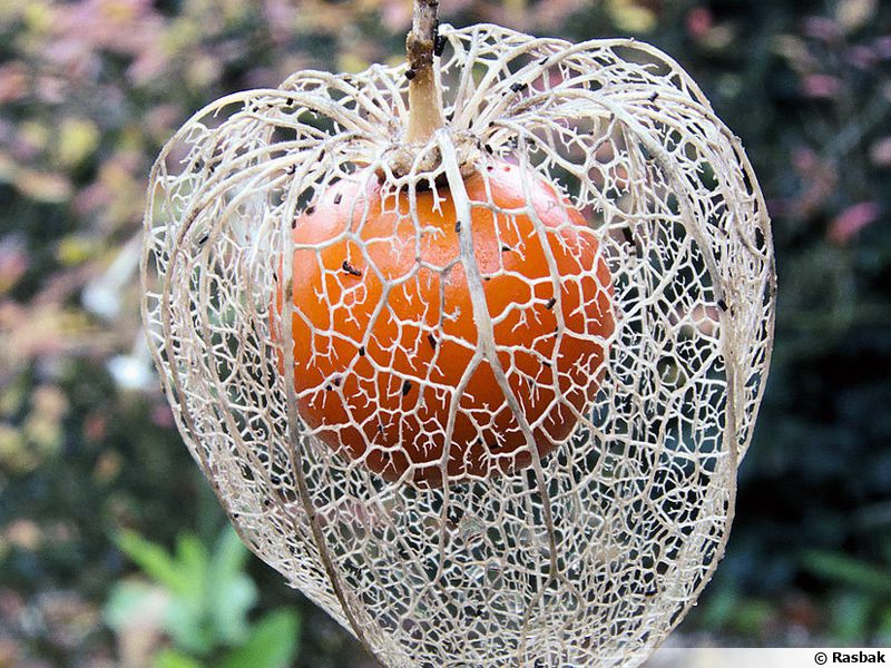 Alkékenge, Amour en cage, Lanterne japonaise ou chinoise planter — free download