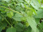 Coqueret du Pérou, Physalis peruviana, fruit pas encore mûr Coqueret du Pérou, Physalis peruviana, fruit pas encore mûr