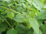 Coqueret du P�rou, Physalis peruviana, fruit pas encore m�r