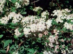 Fleurs de Physocarpus, Physocarpe, Bois aux sept �corces