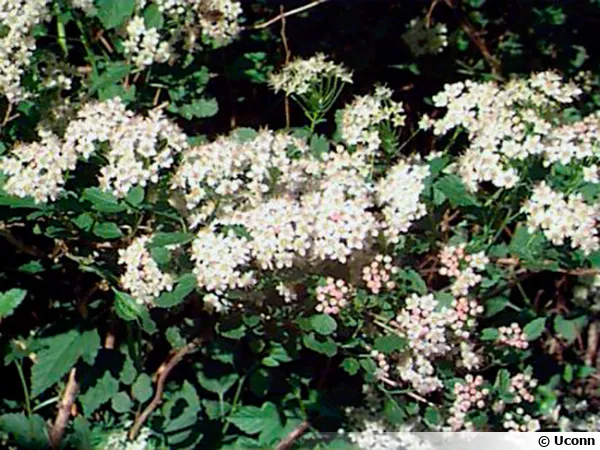 Fleurs de Physocarpus, Physocarpe, Bois aux sept écorces