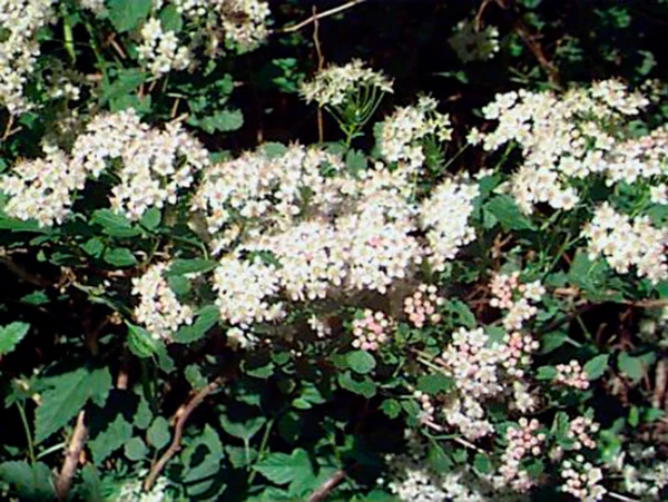 Fleurs de Physocarpus, Physocarpe, Bois aux sept �corces