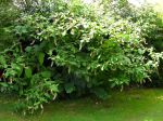 Raisin d'amérique, Phytolaque d'amérique, Phytolacca americana Raisin d'amérique, Phytolaque d'amérique, Phytolacca americana