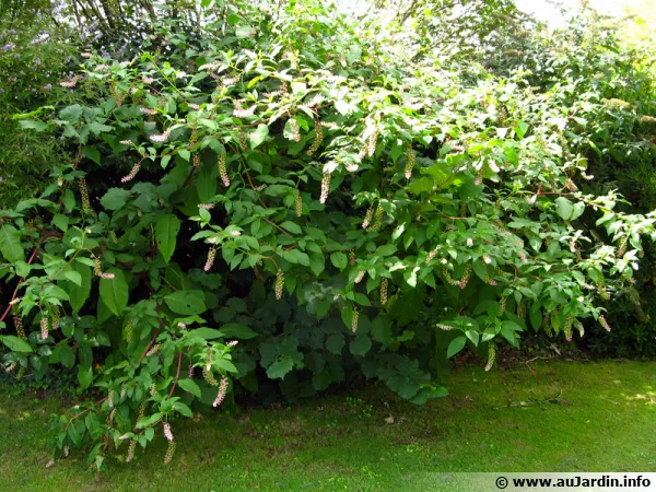Raisin d'amérique, Phytolaque d'amérique, Phytolacca americana