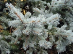 Epic�a du Colorado, Sapin bleu, Epinette bleue, Picea pungens 'Hoopsii'